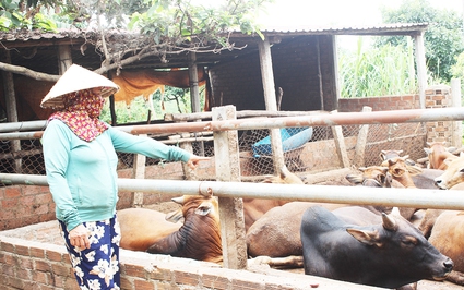 Giá bò hơi giảm "phát hoảng" đã thế nông dân nuôi bò ở Gia Lai muốn kêu bán cũng khó