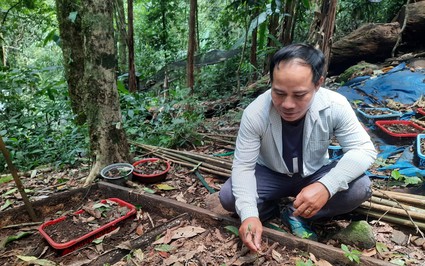 Vụ sâm Ngọc Linh chết hàng loạt tại Kon Tum: Sẽ hỗ trợ thiệt hại cho người trồng sâm