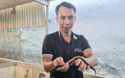 Trai làng 8X Ninh Bình nuôi lươn không bùn trong bể xi măng thu lãi trăm triệu mỗi năm