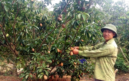 Quảng Ninh: Trồng thứ cây ra vô số quả, hái mỏi tay, ăn ngọt lừ, cắn một miếng tỉnh cả người, nông dân giàu lên