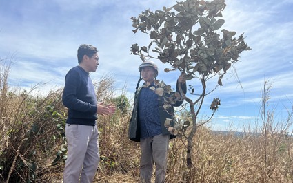 Đắk Lắk: Rẫy điều hơn 127 cây của người dân bị kẻ gian chặt phá, chỉ còn trơ gốc
