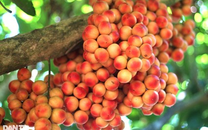 Loại quả đặc sản mọc từ thân không cần chăm mà vẫn được “hưởng lộc", lúc chín đỏ rực trên thân cây