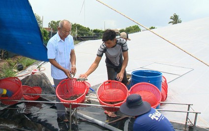 Nuôi tôm công nghệ cao lời 50 tỷ/năm, một người Bến Tre được bình chọn Nông dân Việt Nam xuất sắc 2023