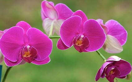 Lộc rơi vào nhà: Người sinh vào 5 ngày Âm lịch đạp gió rẽ sóng, không ngại khó khăn, về sau no đủ