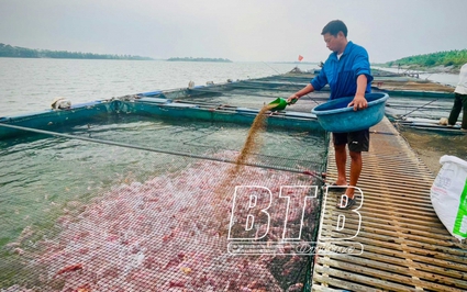 Tết đang đến, nông dân nuôi cá lồng trên sông Hồng ở Thái Bình phấn khởi với nguồn thu tiền tỷ