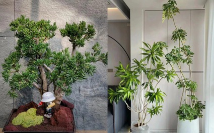 Người xưa nói: "Trồng 5 cây cảnh thịnh vượng, gia đình không giàu tất phú, vui khỏe, cát tường"