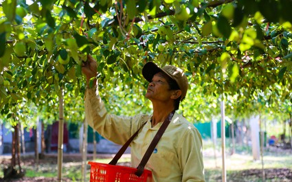 Đây là vườn cây ăn trái mát mắt ở Hải Phòng, trái ra "không kịp cản", thương lái về "khuân" đi hết sạch