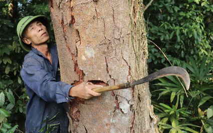 Một khu rừng lim xanh trăm năm tuổi nổi tiếng Thanh Hóa, cả làng xem như báu vật