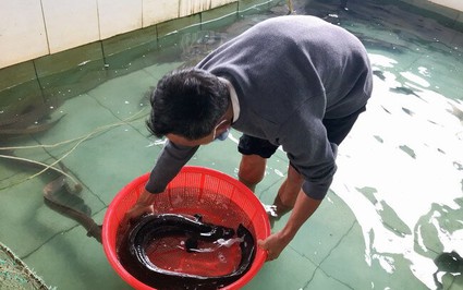Nuôi cá chình kiểu gì mà ông nông dân Bình Định bắt con to nằm trong rổ nhựa, ai nhìn cũng bất ngờ