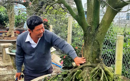 Một nông dân Bình Định trồng mai xuân thu tiền tỷ, đo gốc mai ai cũng bất ngờ