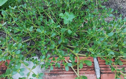 Cứ rỉ tai nói rau sam tốt đủ đường, là "rau trường thọ", nhưng tránh ăn rau sam với thứ gì?