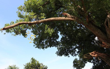 Một cây cổ thụ không đoán chính xác tuổi đời ở An Giang là giống cây gì mà lắm chuyện ly kỳ?