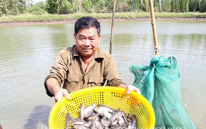 Nuôi thứ cá đặc sản này trong ao tôm, nông dân Sóc Trăng bất ngờ là con nào cũng "vui, khỏe"