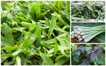 Giao mùa, trồng ngay 5 loại rau thơm không cần chăm mà vẫn tốt um là thần dược tăng cường sức đề kháng