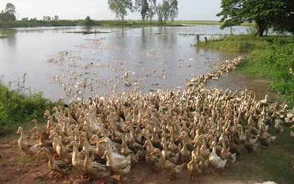 Kể chuyện làng: Ký ức về nghề nuôi vịt đẻ