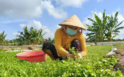 Vì sao thứ rau ăn đắng, gặp đất ẩm cứ tốt um lên, chị nông dân Cà Mau cắt đến đâu bán hết sạch?