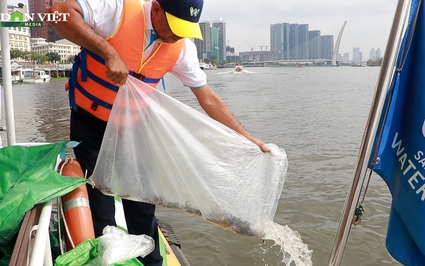 Video: Thả hàng trăm nghìn cá lăng, cá trắm cỏ, tôm càng xanh xuống sông Sài Gòn