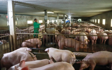 Giá lợn hơi tăng đột biến, lợn đẹp, bụng đói thương lái trả giá cao nhất 62.000 đồng/kg