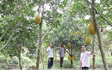 Thứ quả ngon, bổ ra ruột đỏ phát thèm, nhà nào ở Sóc Trăng trồng, thương lái đều vô "săn lùng"
