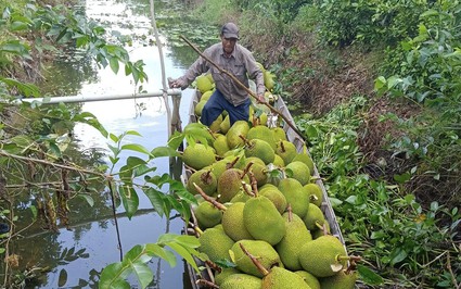 Giá mít Thái hôm nay 28/5: Nông dân ồ ạt làm bông mít Thái