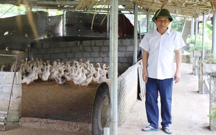 Một thầy giáo ở Hà Giang nuôi con gì, trồng cây gì mà nghỉ hưu rồi vẫn thu 300 triệu/năm?