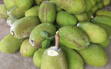 Giá mít Thái hôm nay 30/5: Vì sao không cắt bỏ bông đực mít Thái?