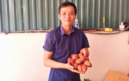 Đây là thứ quả ngon đặc sản Hải Dương to đến lạ, đơn từ Hà Nội xuống "tơi tới" mà chả đủ để bán