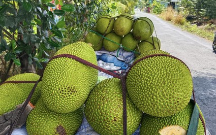 Giá mít Thái hôm nay 1/6: Vì sao mít Thái trồng chung với sầu riêng được, còn mít ruột đỏ thì không?