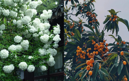 3 cây cảnh tốt lành, cải thiện không khí, vượng vận may mắn cho gia đình, con cháu thịnh vượng