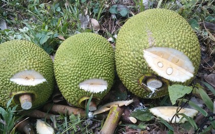 Giá mít Thái hôm nay 2/6: Nhà vườn đoán giá mít mùa nghịch dựa trên cơ sở nào?