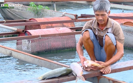 Hơn 1.000 tấn cá bè trên sông Cái, con nào con nấy to như bắp chân mà khách vẫn kén mua