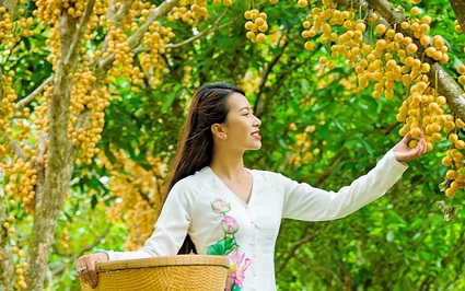 Ngọn núi nổi tiếng ở An Giang đang vào mùa trái dâu chín vàng từ gốc lên ngọn, khách kéo về đông vui