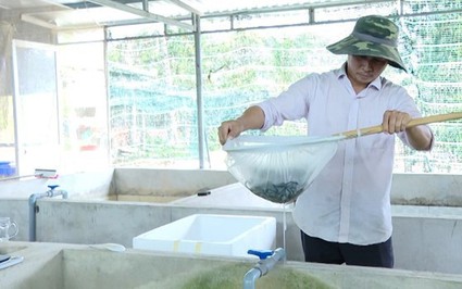Con đặc sản nuôi dày đặc trong nhà, hai anh nông dân Bà Rịa-Vũng Tàu anh nào cũng thu tiền tỷ