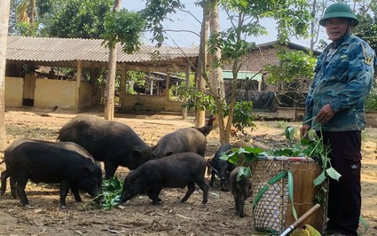 Thứ heo này ở Bình Định nuôi kiểu gì mà hễ nói bán là khối người mua?