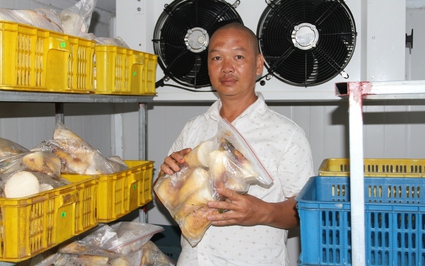 Một giống tre Đài Loan cho củ to, HTX này ở Thái Nguyên đào lên đem ủ chua ngọt, hàng không đủ bán