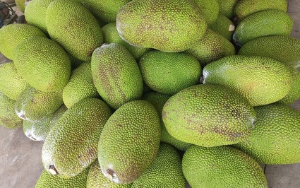 Giá mít Thái hôm nay 9/6, vì sao thương lái ít vào vườn, thời điểm nào giá mít tăng cao?
