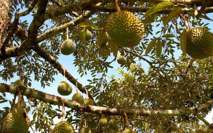 Giá sầu riêng ngày 21/9: Sầu Thái, sầu Ri6 giá đi ngang ở mức bao nhiêu?