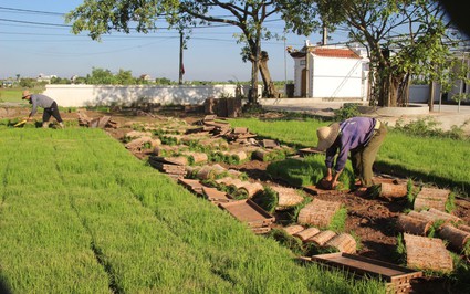 Trai làng Nam Định "biến" ruộng hoang thành đất lúa tiền tỷ