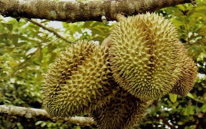 Giá sầu riêng ngày 24/9: Sầu Thái giá mua-bán bất ngờ lao dốc mạnh