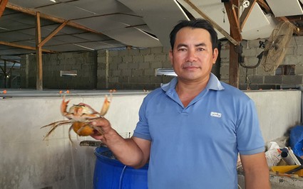 Nuôi loài cua to bự, chắc thịt ai ăn cũng ghiền, anh nông dân Khánh Hòa tự trả lương 40 - 50 triệu/tháng