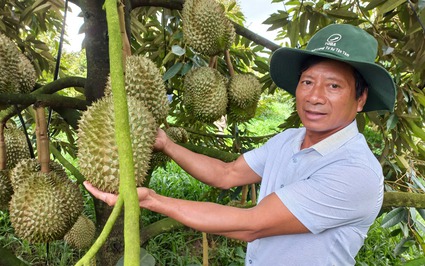 Rời quân ngũ, ông nông dân Hà Tây vào Kon Tum trồng 20ha sầu riêng thu 15 tỷ là Nông dân Việt Nam xuất sắc
