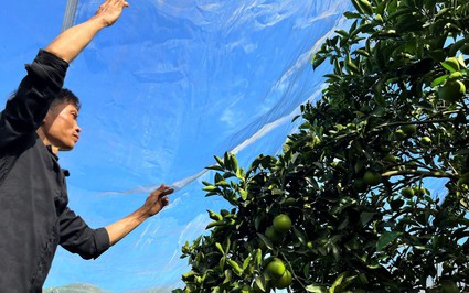 Anh nông dân Nghệ An bỏ hơn 400 triệu làm điều bất ngờ ở vườn cam, cả làng khen hay