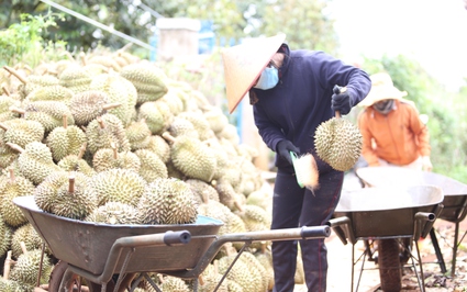 Toàn cầu lên cơn sốt, 4 loại nông sản của Việt Nam tăng giá trị xuất khẩu, có loại tăng 71,8%