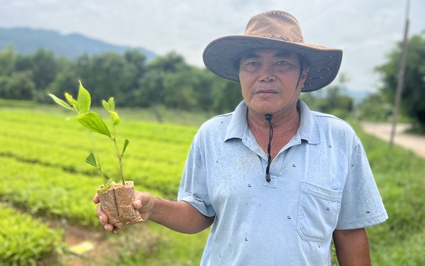 Ươm trồng 2,1 triệu cây giống lâm nghiệp, một người Bình Định là Nông dân Việt Nam xuất sắc 2023
