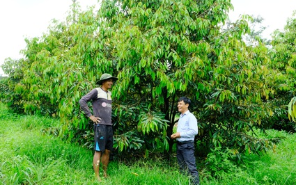 Ở một xã ở tỉnh Lâm Đồng, nông dân trồng 10 cây sầu riêng cho thu tiền bằng 1ha điều, ai cũng mê