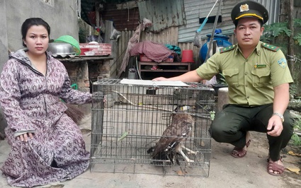 Người dân Đà Nẵng giao nộp diều hâu, tê tê Java, chim cát bụng trắng, toàn con động vật hoang dã cho kiểm lâm