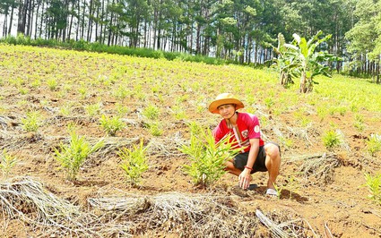 Loại cây làm giàu mới nhất của dân một xã ở Kon Tum, đào chùm củ ngon bán thành công sang châu Âu