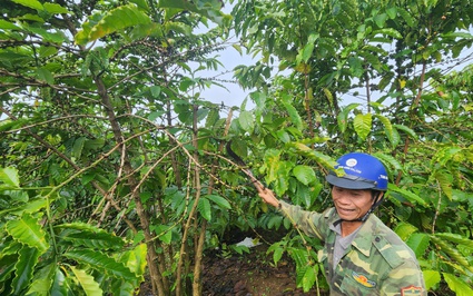 Bọn trộm vô tuốt tơi tả vườn cà phê chi chít quả xanh, ông nông dân Lâm Đồng bàng hoàng, xót cả ruột