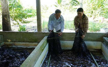 Con đặc sản nuôi dày đặc ở bể xi măng đang tăng giá tốt ở Kiên Giang, ông bán con giống nói câu bất ngờ