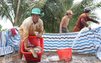 Cận cảnh tát ao bắt cá đặc sản to dài bán đắt tiền của một ông tỷ phú Cà Mau